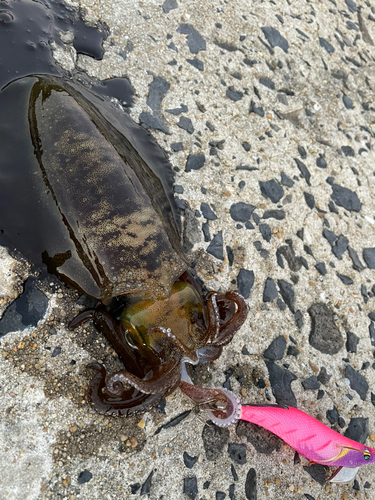 アオリイカの釣果