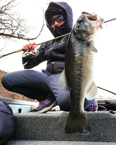 ブラックバスの釣果