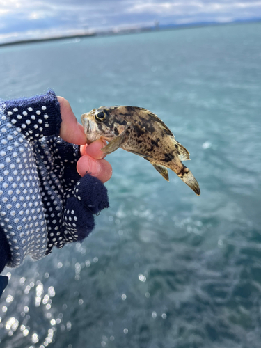 タケノコメバルの釣果