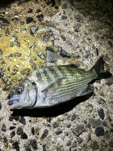 メイタの釣果