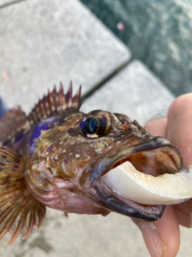 ガシラの釣果