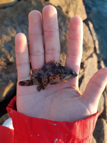 タケノコメバルの釣果