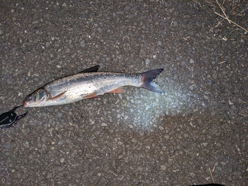 マルタウグイの釣果