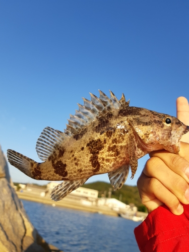 タケノコメバルの釣果