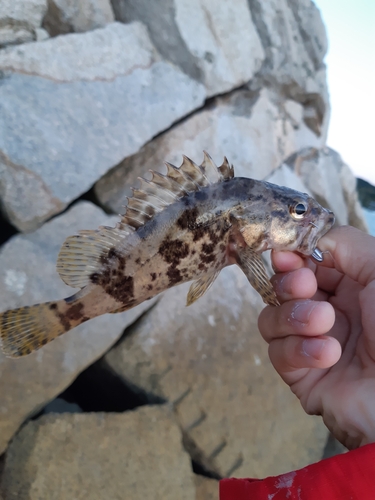 タケノコメバルの釣果