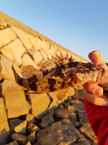 タケノコメバルの釣果