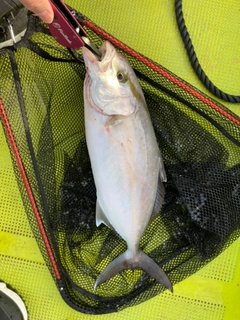 シオの釣果