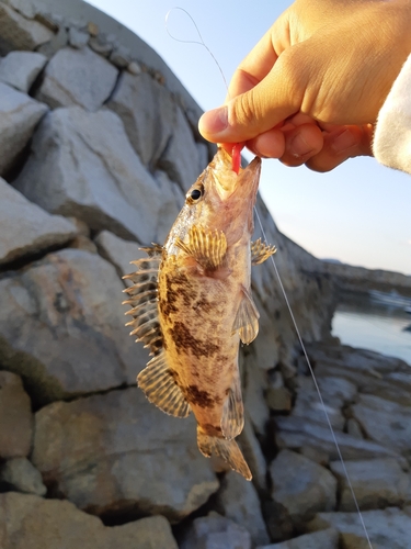 タケノコメバルの釣果