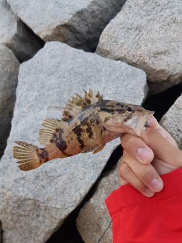 タケノコメバルの釣果