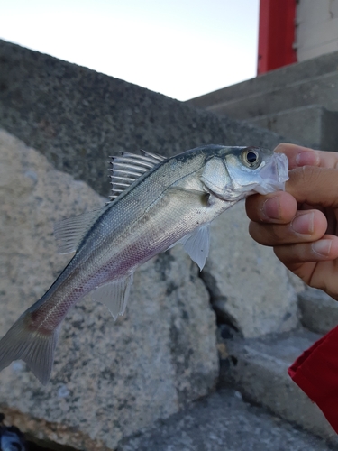 セイゴ（マルスズキ）の釣果