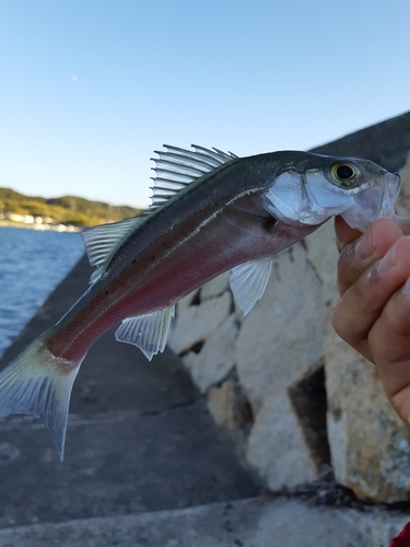 セイゴ（マルスズキ）の釣果