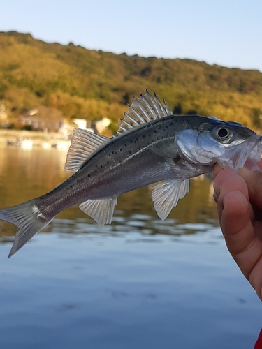 セイゴ（マルスズキ）の釣果