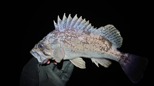 クロソイの釣果