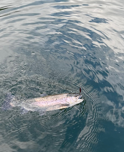 ニジマスの釣果