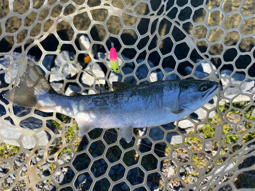 サクラマスの釣果