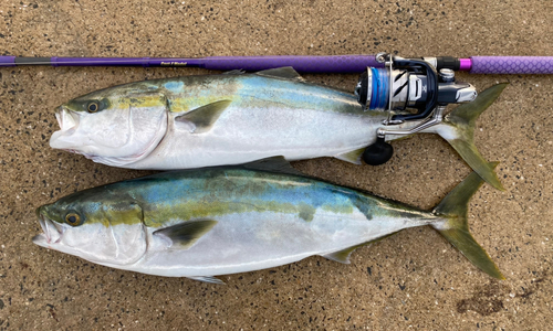 ヤズの釣果