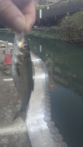 ウグイの釣果