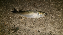ボラの釣果