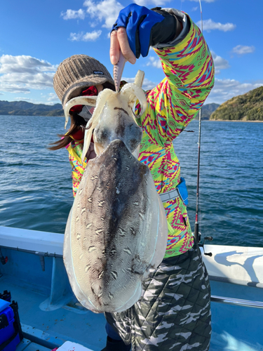 モンゴウイカの釣果