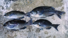 メジナの釣果