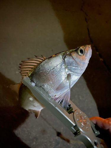 セイゴ（マルスズキ）の釣果