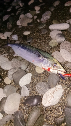 サゴシの釣果