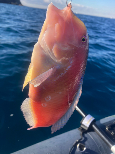 テンスの釣果