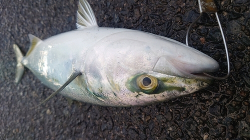 ツバスの釣果