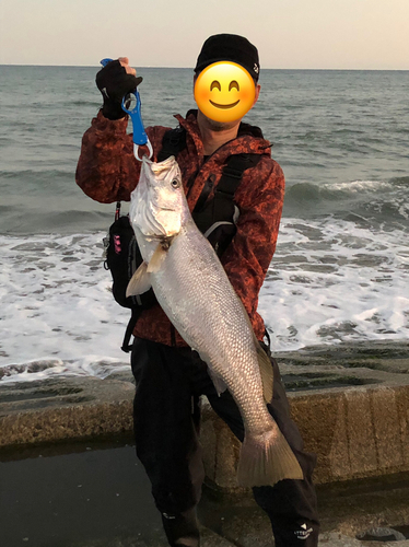 オオニベの釣果