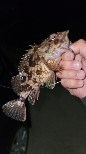 カサゴの釣果