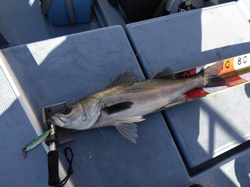 シーバスの釣果