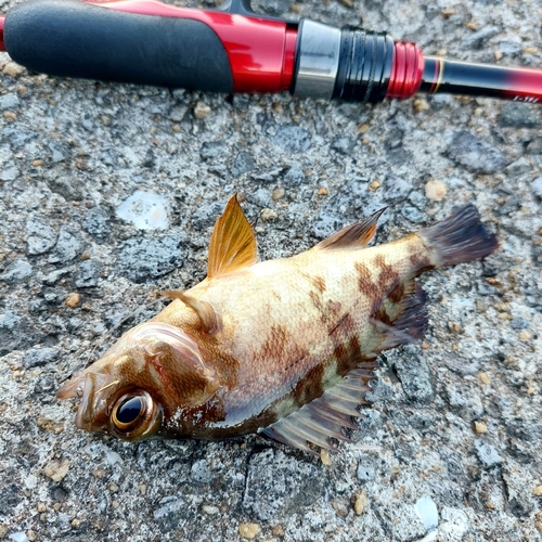 メバルの釣果