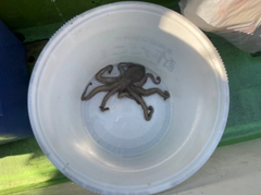 タコの釣果