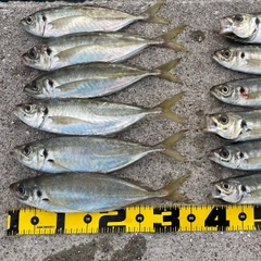 マアジの釣果