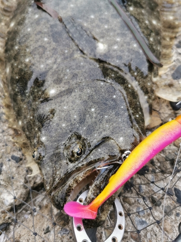 ヒラメの釣果