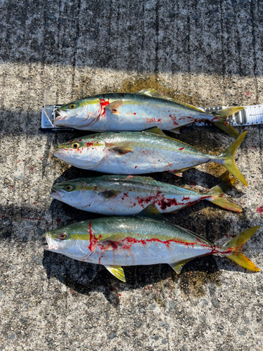 ヤズの釣果