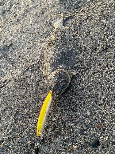 ソゲの釣果