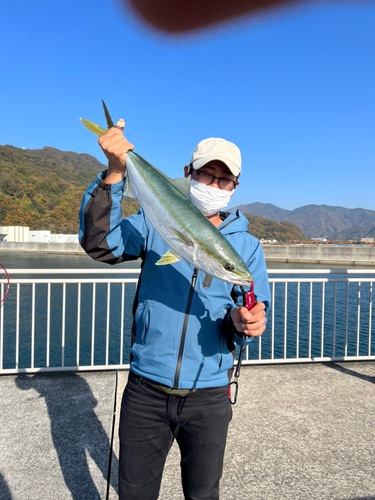 メジロの釣果