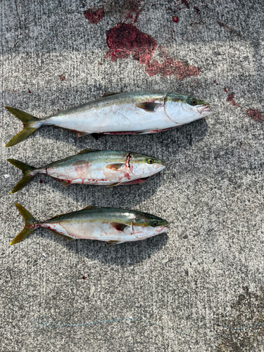 メジロの釣果