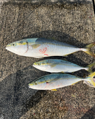 メジロの釣果