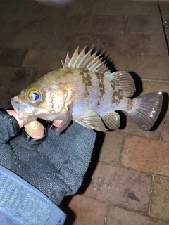 シロメバルの釣果