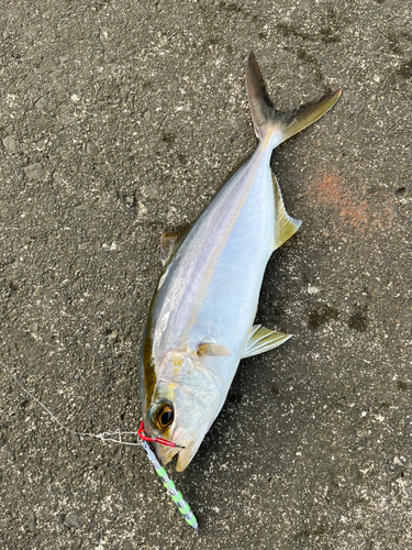 ショゴの釣果