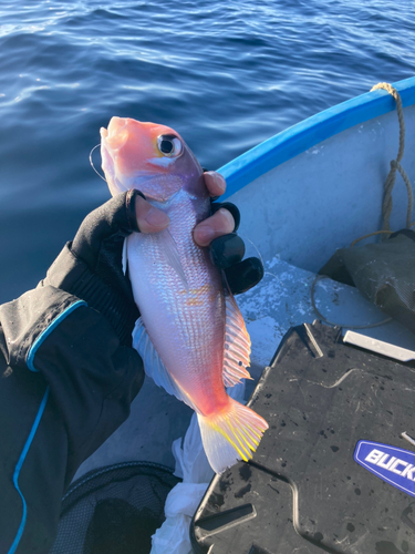 アマダイの釣果