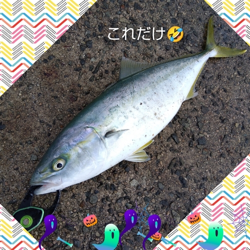 ハマチの釣果