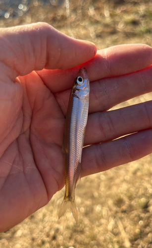 ワカサギの釣果