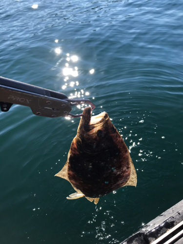 ヒラメの釣果