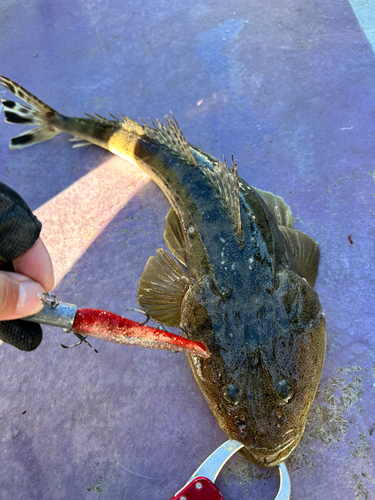 マゴチの釣果