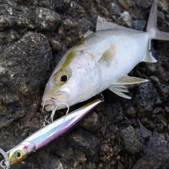 カンパチの釣果