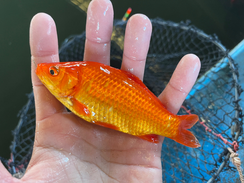 フナの釣果