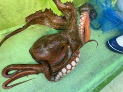 タコの釣果